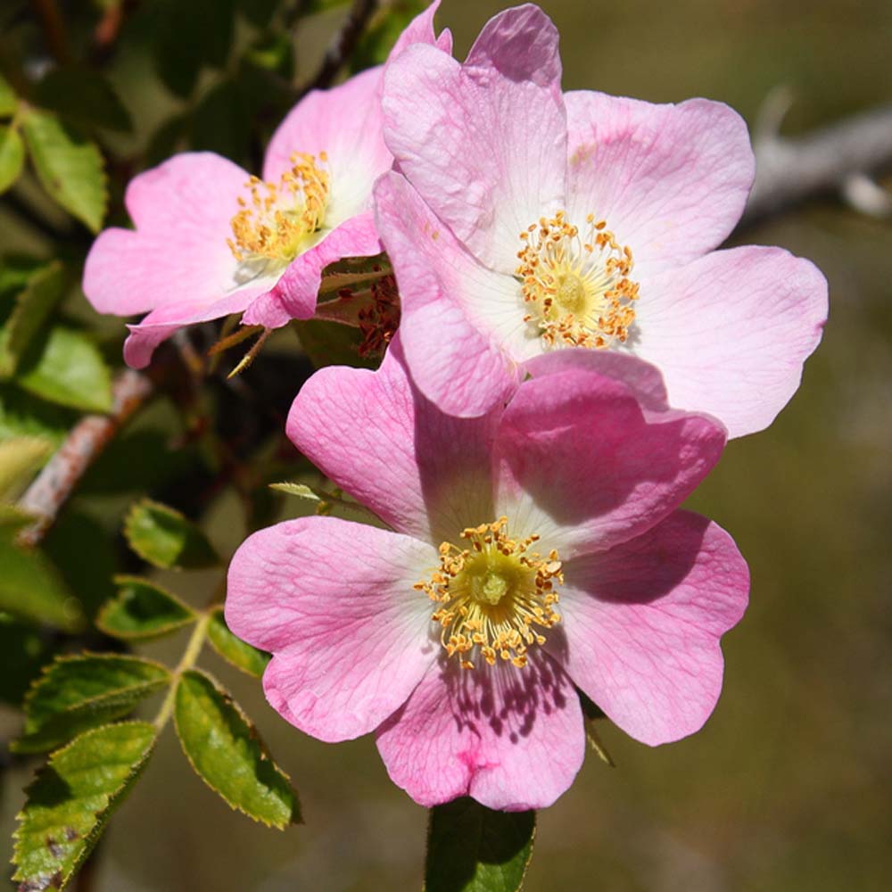 Canine Rose Flower seeds for Planting, Low Maintenance Heirloom & GMO Free Seeds for Home Garden