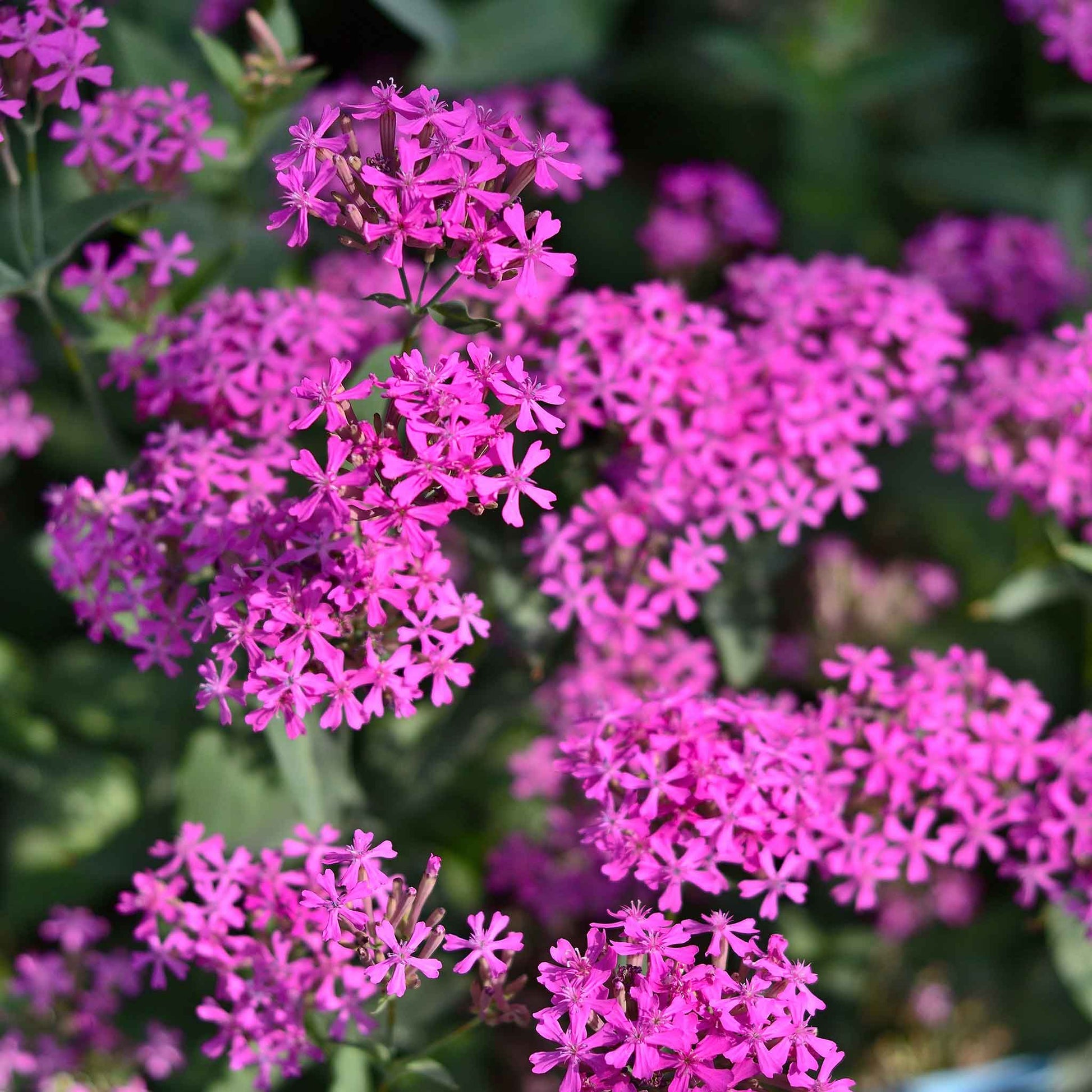 Catchfly Flower seeds for Planting Compact Growth Heirloom & GMO Free Seeds for Home Garden