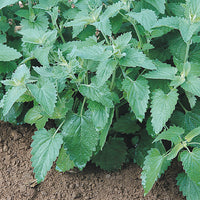 Catnip seeds with complete planting and growing guide
