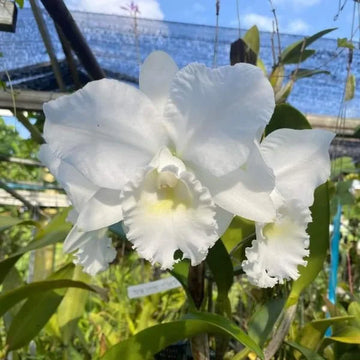 White Cattleya Flower seeds for Planting - Fragrant Blossoms, Heirloom & GMO Free Seeds for Home Garden