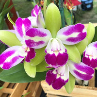 Green Cattleya Flower Planting Seeds for Vibrant Blooms