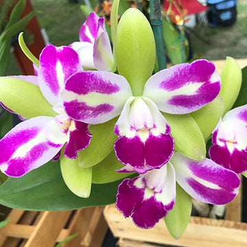 Green Cattleya Flower Planting Seeds for Vibrant Blooms