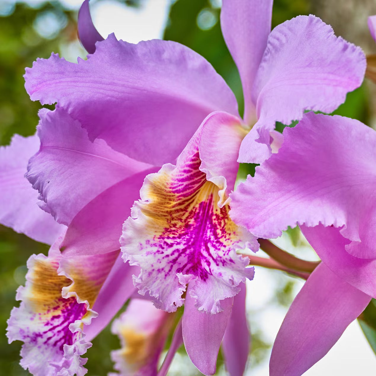 Cattleya Orchid Seeds for Bonsai Planting - Multicolor Butterfly Orchidee