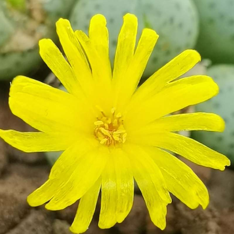 Yellow Conophytum Flower seeds for Planting Compact Growth Heirloom & GMO Free Seeds for Home Garden 
 
 Sale