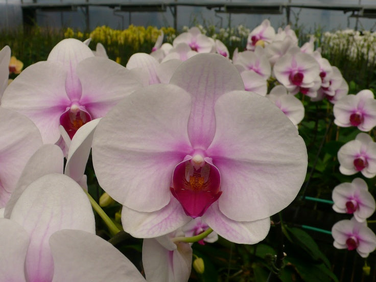 Pink White Orchid Flower Seeds – Compact Growth Heirloom & NonGMO for Home Garden
 
 Sale