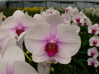 Pink White Orchid Flower Seeds – Compact Growth Heirloom & NonGMO for Home Garden
 
 Sale