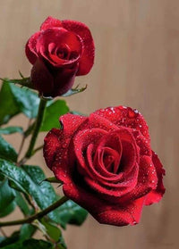 Rose Flower seeds for Planting - Pollinator Friendly, Heirloom & GMO Free Seeds for Home Garden