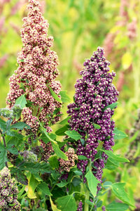 Heirloom Quinoa Flower seeds for Planting Cottage Garden Essential Heirloom & GMO Free Seeds for Home Garden