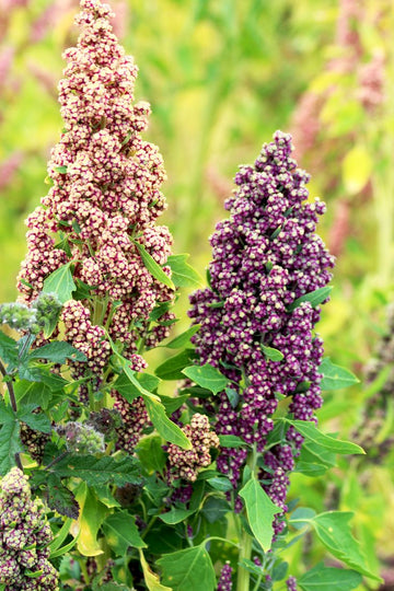 Heirloom Quinoa Flower seeds for Planting Cottage Garden Essential Heirloom & GMO Free Seeds for Home Garden