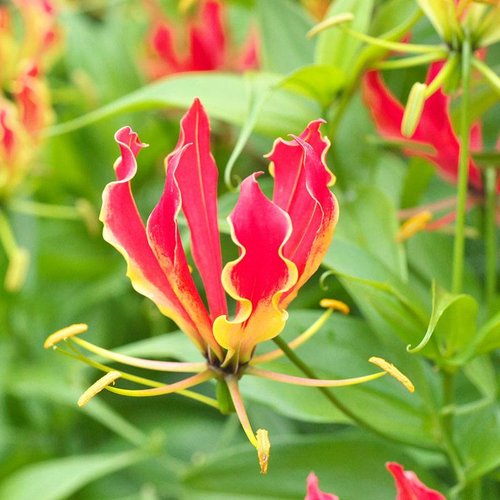 Red Yellow Gloriosa Rothschildiana Flower seeds for Planting - Fragrant Blossoms, Heirloom & GMO Free Seeds for Home Garden