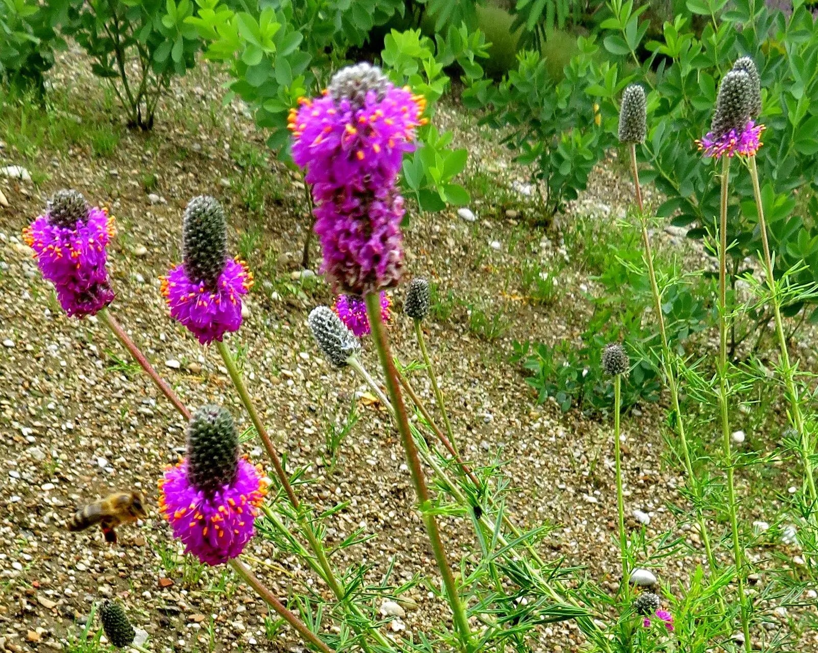 Dalea Purpurea Flower seeds for Planting Drought Tolerant Heirloom & GMO Free Seeds for Home Garden
