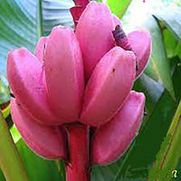 Pink Banana Planting Seeds - Tropical Garden Essential