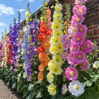 Mixed Hollyhock Flower Seeds for Planting - Colorful Biennial Blooms for Your Garden