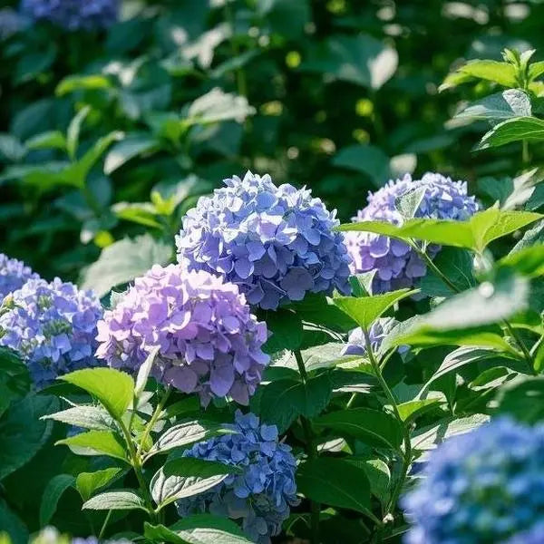 Mixed Hydrangea Flower seeds for Planting Perfect for Borders Heirloom & GMO Free Seeds for Home Garden 
 
 Sale