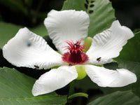 White Dillenia Flower seeds for Planting - Long Bloom Season, Heirloom & GMO Free Seeds for Home Garden
