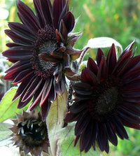 Black Giant Sunflower Seeds for Planting Fragrant Blossoms Heirloom & GMO Free Seeds for Home Garden
 
 Sale