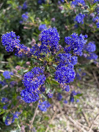 Mature Ceanothus Prostratus plant with foliage