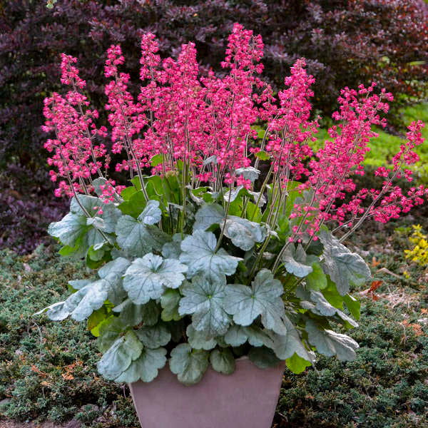 Heuchera Versatile Foliage Superstars Flower seeds for Planting Drought Tolerant Heirloom & GMO Free Seeds for Home Garden