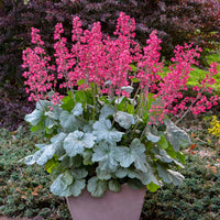 Heuchera Versatile Foliage Superstars Flower seeds for Planting Drought Tolerant Heirloom & GMO Free Seeds for Home Garden