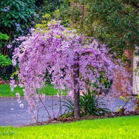 Kirschbaum Flower seeds for Planting - Seasonal Bloomer, Heirloom & GMO Free Seeds for Home Garden