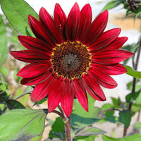 Red SunFlower seeds for Planting - Vibrant Colors, Heirloom & GMO Free Seeds for Home Garden