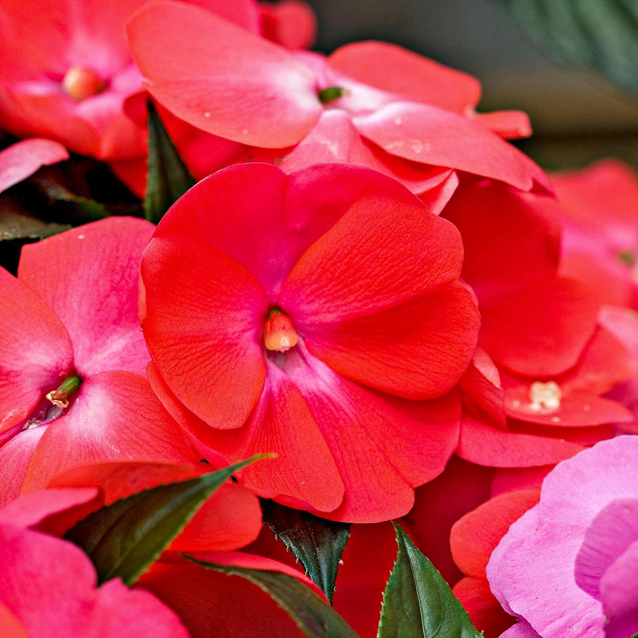 Guinea Flower seeds for Planting Shade Tolerant Heirloom & GMO Free Seeds for Home Garden