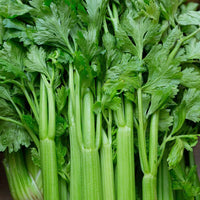 Celery Apium graveolens seeds for home gardens
