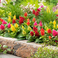Heirloom Celosia Flower seeds for Planting Easy to Grow Heirloom & GMO Free Seeds for Home Garden