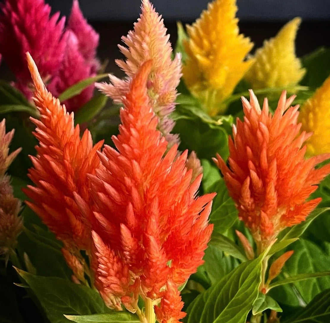 Pampas Mix Flower Planting Seeds - Vibrant Blends for Stunning Gardens