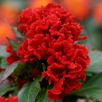 Red Chandelier for Planting Seasonal Bloomer Heirloom & GMO Free Seeds for Home Garden
 
 Sale