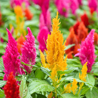 Pampas Mix Flower Planting Seeds - Vibrant Blends for Stunning Gardens