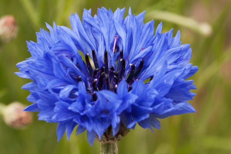 Centaurea Cyanus Romantic Seeds for Planting flower bed garden