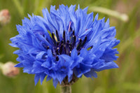 Centaurea Cyanus Romantic Seeds for Planting flower bed garden