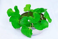 Centella asiatica seeds ornamental groundcover herb