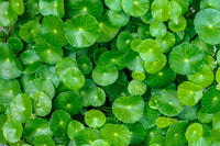 Centella asiatica Gotu Kola Seeds – Spadeleaf Coinwort Variety