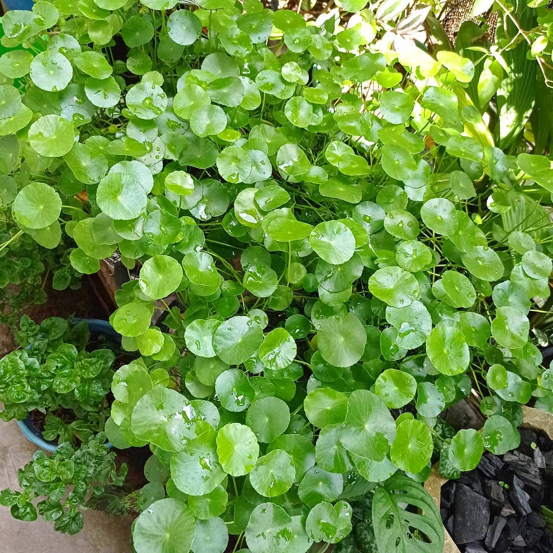 Centella Flower seeds for Planting Shade Tolerant Heirloom & GMO Free Seeds for Home Garden 
 
 Sale