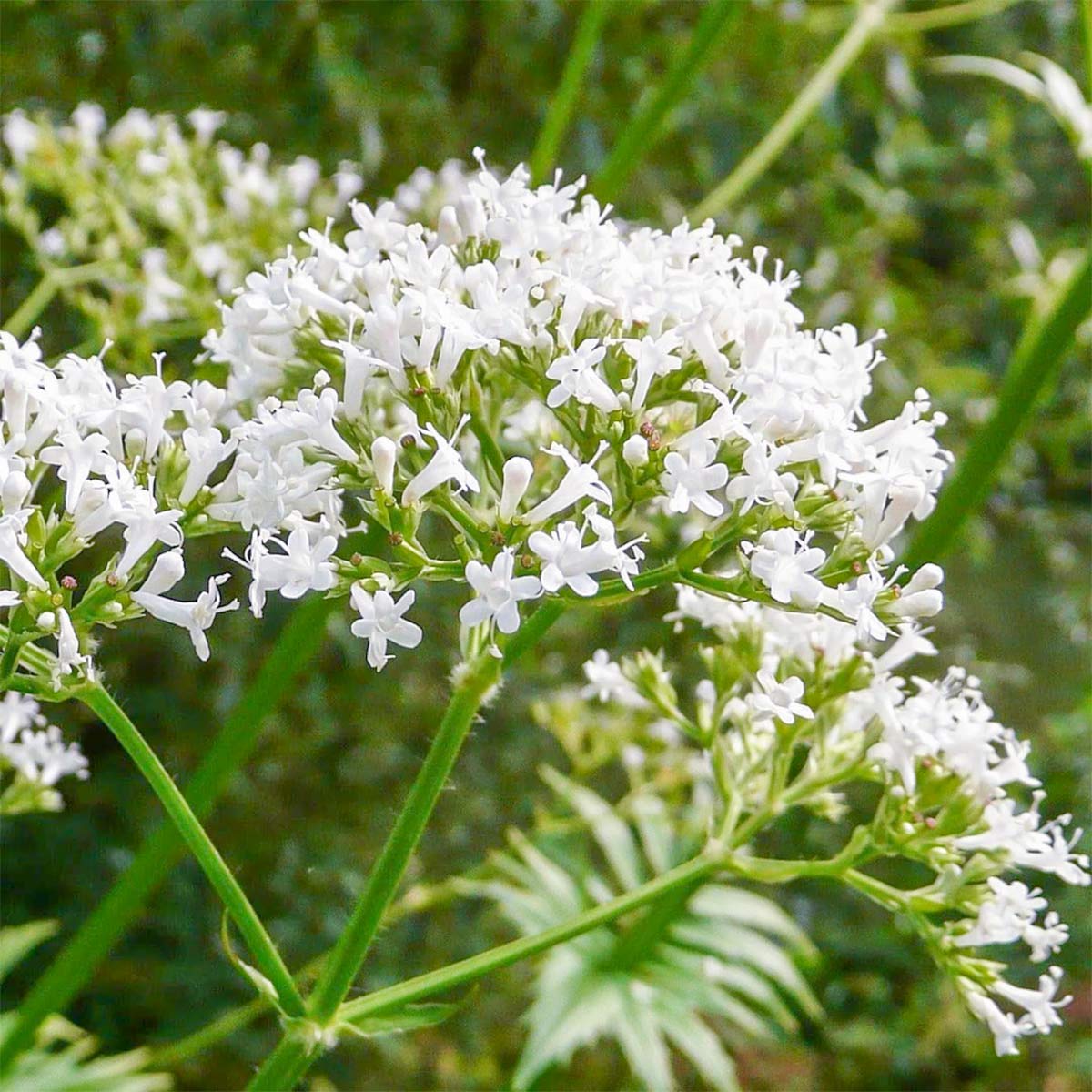 Centranthus Ruber Albus Flower seeds for Planting Seasonal Bloomer Heirloom & GMO Free Seeds for Home Garden