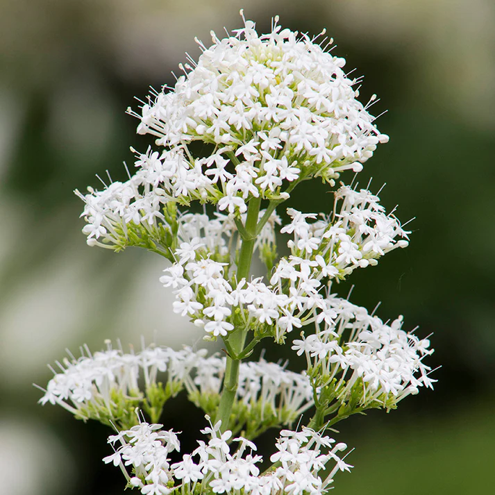 Centranthus Ruber Albus Seeds for Planting