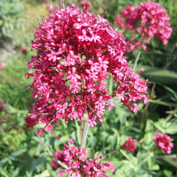 Jupiter's Beard Flower seeds for Planting, Wildflower Mix Heirloom & GMO Free Seeds for Home Garden
