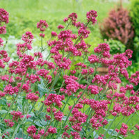 Red Valerian Centranthus Ruber Seeds – Heirloom Non-GMO Compact Flowering Seeds for Garden Planting