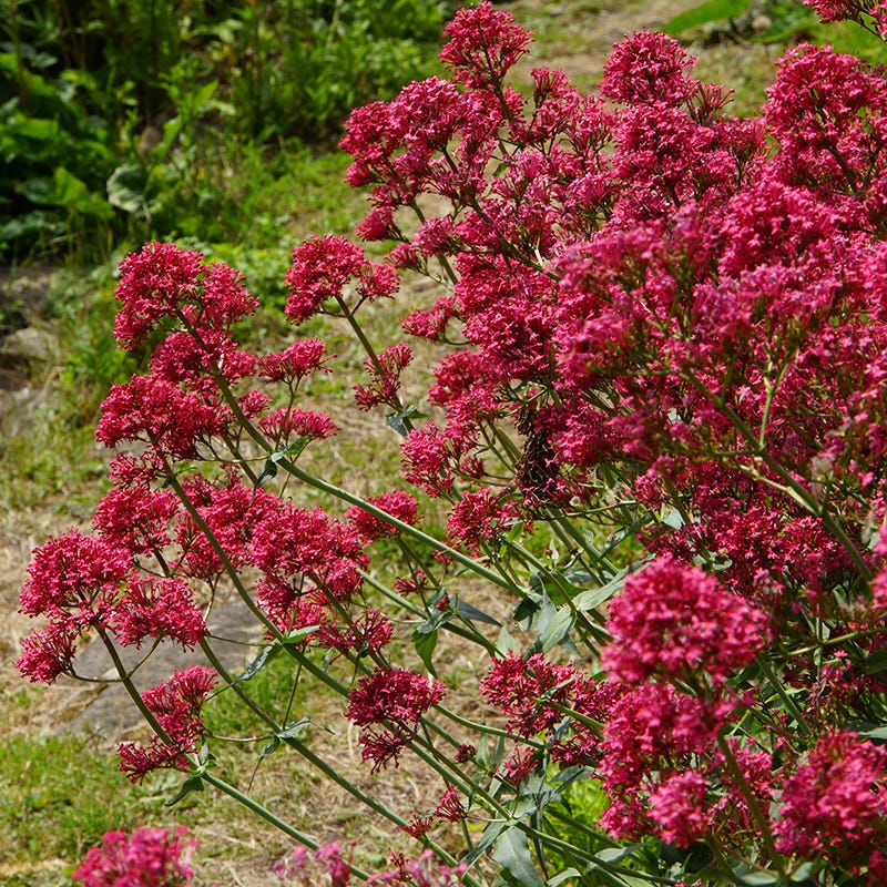 Red Valerian Flower Seeds for Planting - Vibrant Perennial Blooms