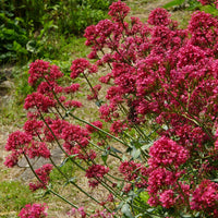 Red Valerian Flower Seeds for Planting - Vibrant Perennial Blooms