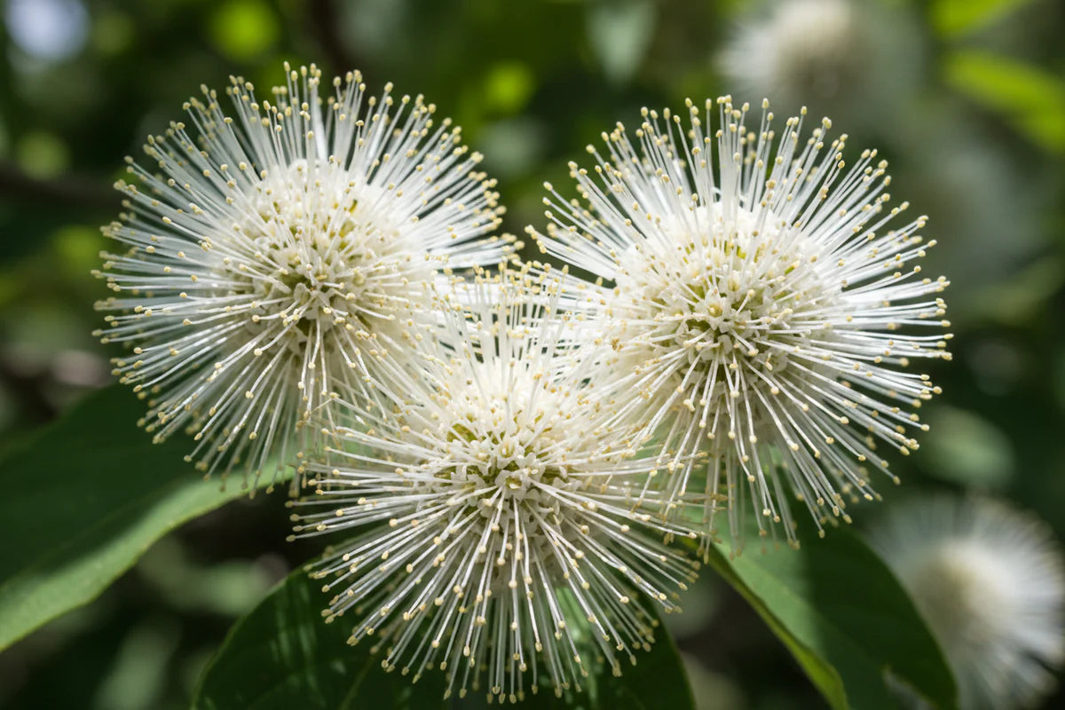 Knopf Bush Seeds for Planting home garden flower bed