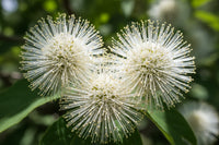 Knopf Bush Seeds for Planting home garden flower bed