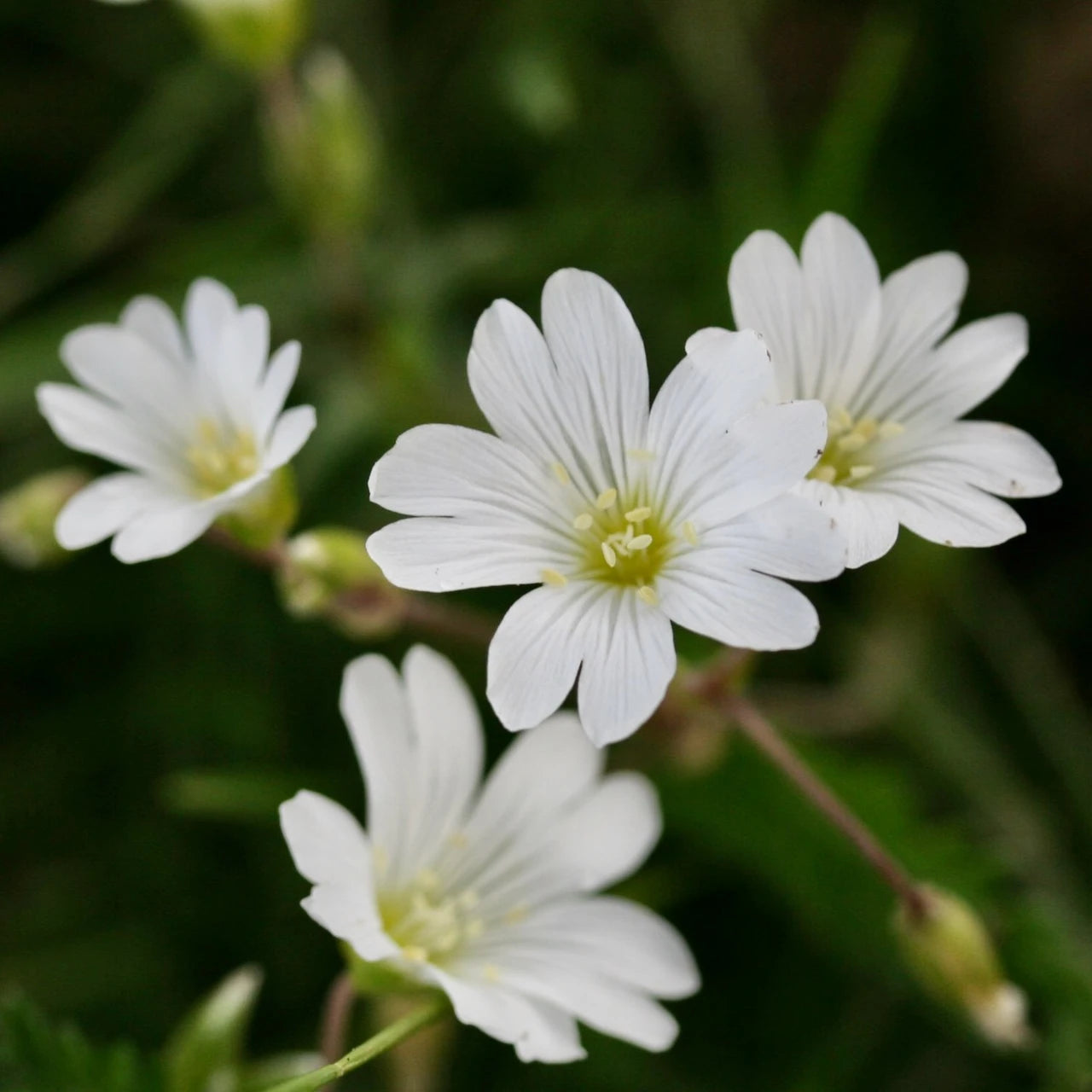 Chickweed Flower seeds for Planting - Bright Blooms, Heirloom & GMO Free Seeds for Home Garden