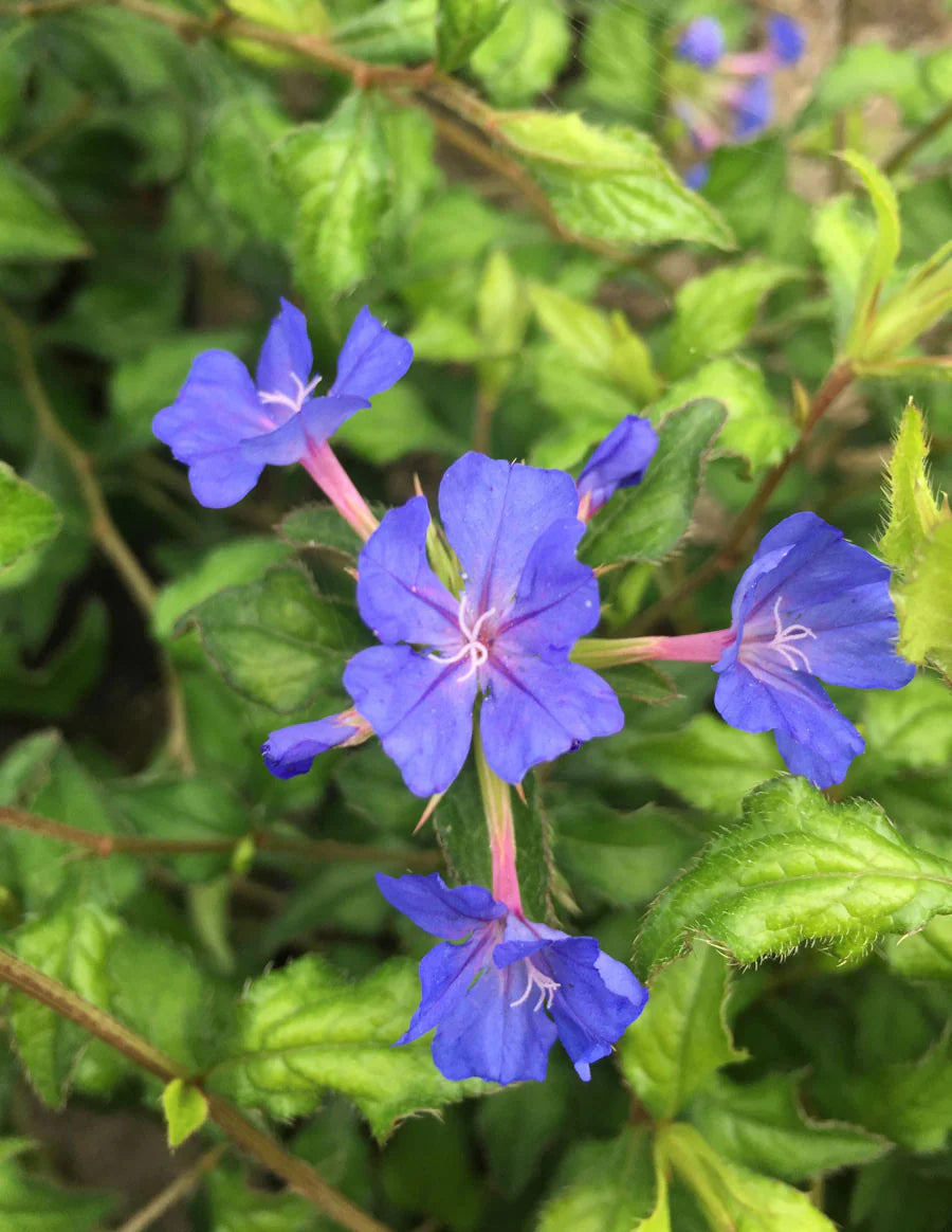 Ceratostigma Plumbaginoides Flower seeds for Planting Sun Loving Heirloom & GMO Free Seeds for Home Garden 
 
 Sale