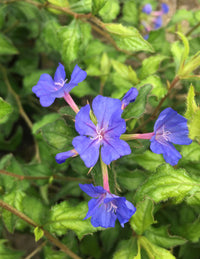 Ceratostigma Plumbaginoides Flower seeds for Planting Sun Loving Heirloom & GMO Free Seeds for Home Garden 
 
 Sale