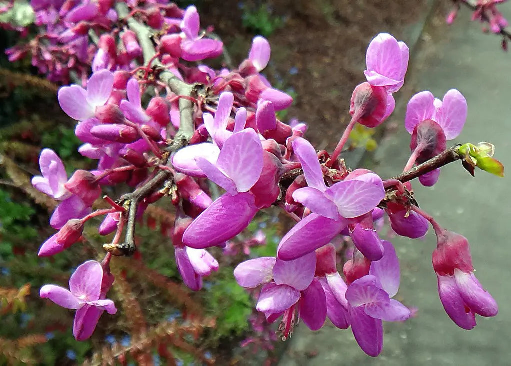 Pink Cercis Siliquastrum Flower seeds for Planting Bright Blooms Heirloom & GMO Free Seeds for Home Garden 
 
 Sale
