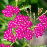 Cerise Achillea Flower seeds for Planting Sun Loving Heirloom & GMO Free Seeds for Home Garden 
 
 Sale
