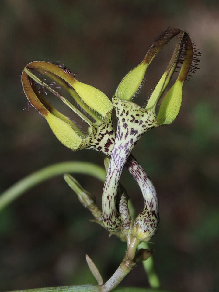 Ceropegia Flower seeds for Planting - Easy to Grow, Heirloom & GMO Free Seeds for Home Garden